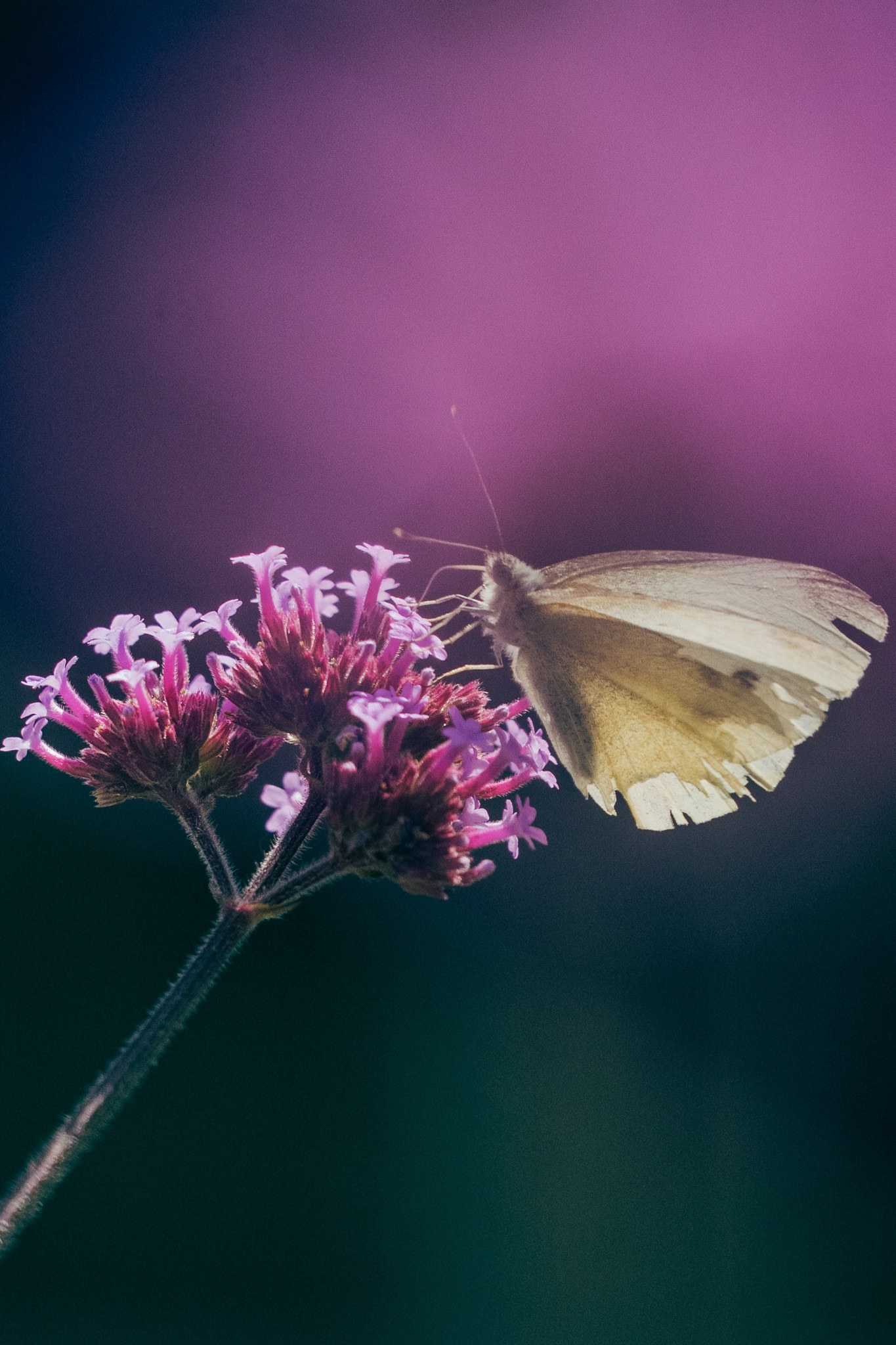 A pale butterfly on purple flowers against a pink and teal background.