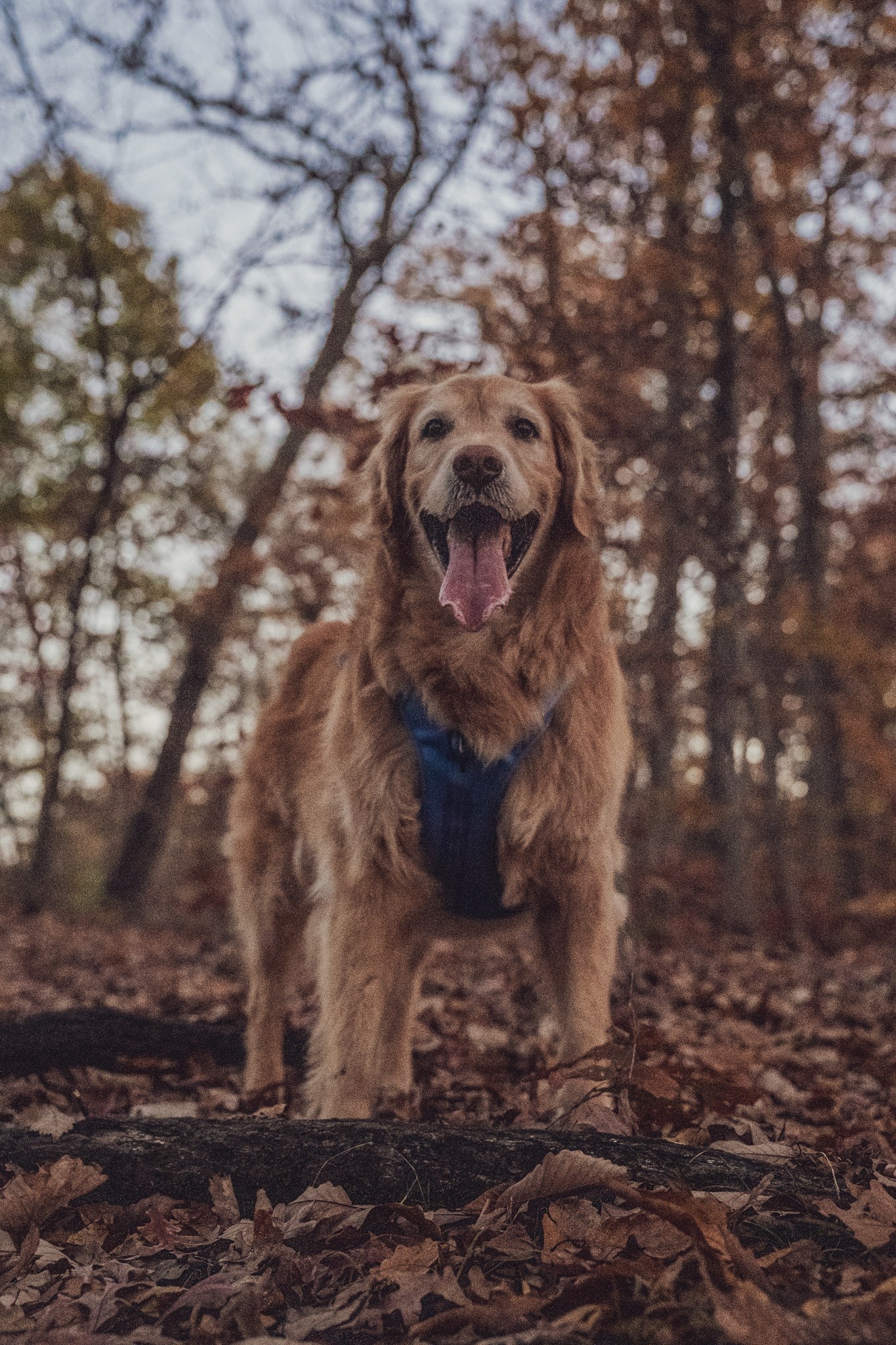 A golden retriever standing behind a fallen branch in autumn woodland.